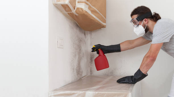 Professional Mold Cleanup technician working in Waverly, NY
